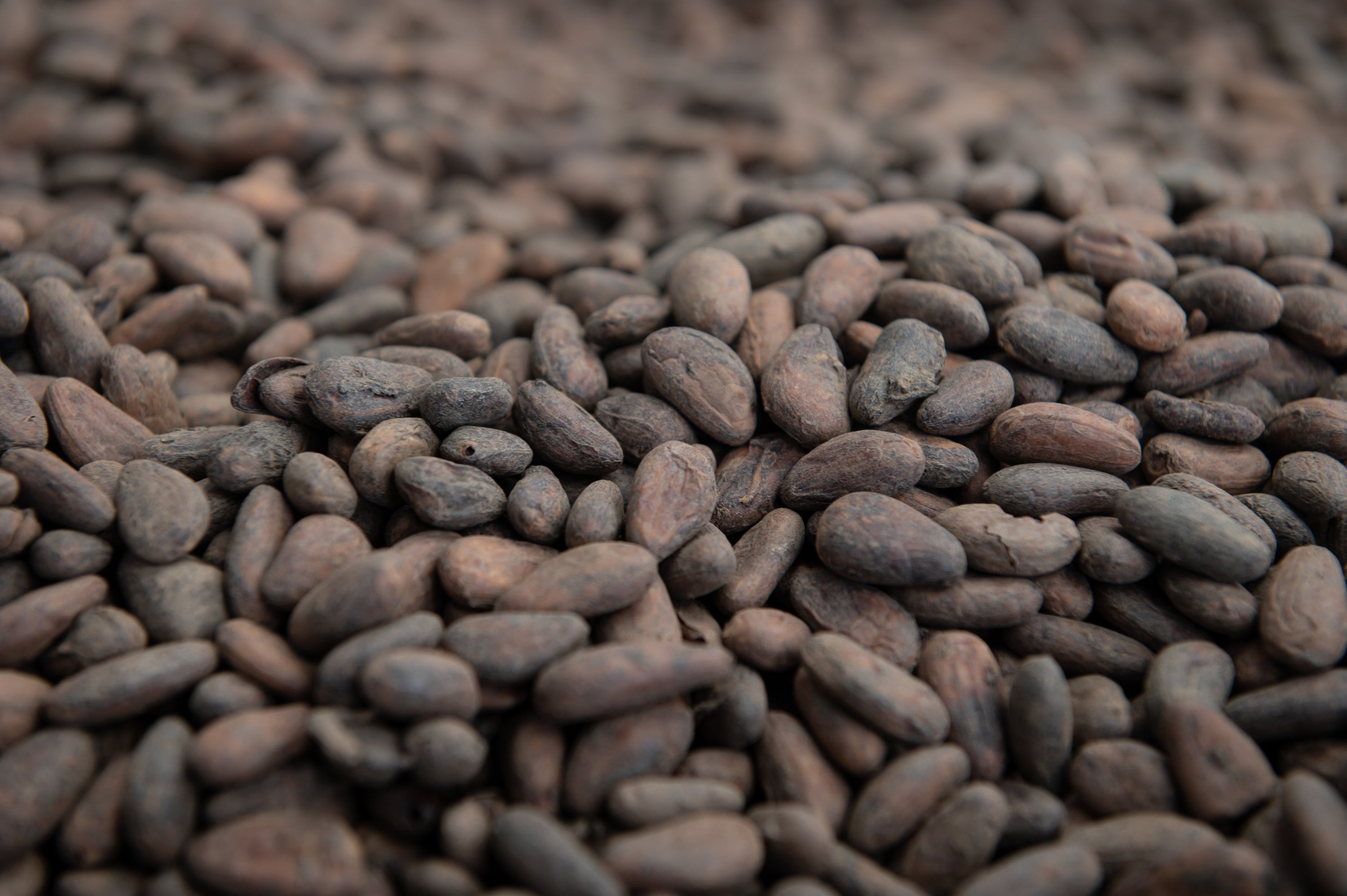When Cocoa Prices Fall: What It Means for Farmers in Koutou, Centre Re ...