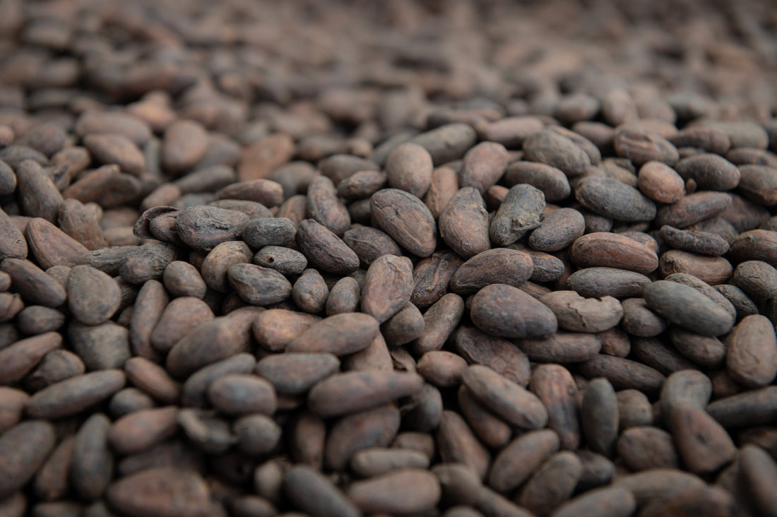 When Cocoa Prices Fall: What It Means for Farmers in Koutou, Centre Region of Cameroon