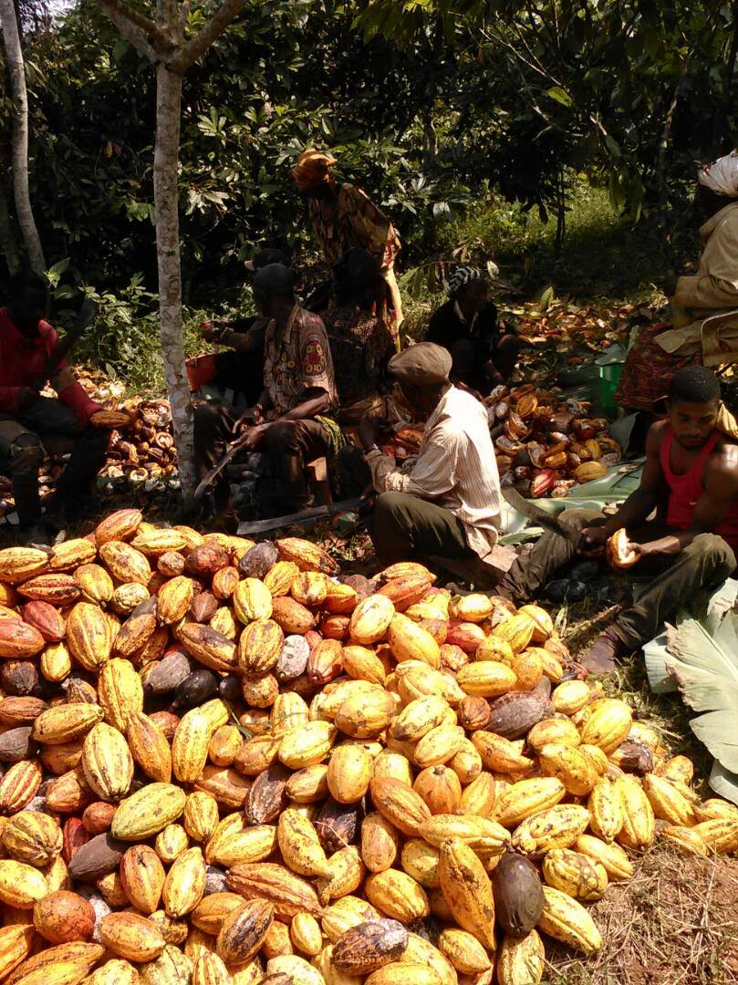 Empowering Cacao Farmers During BHM